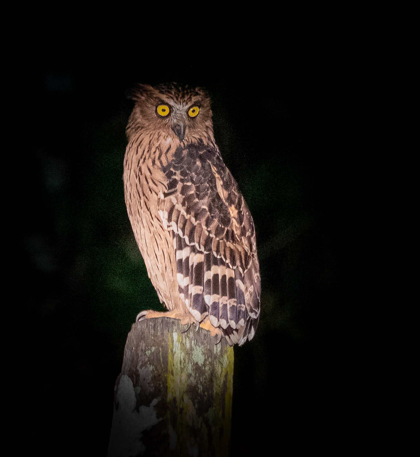 Buffy Fish Owl